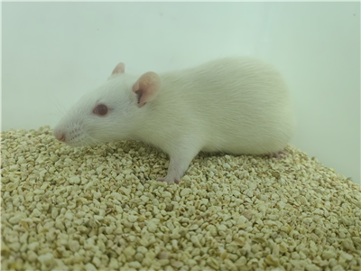 尿路結(jié)石動物模型