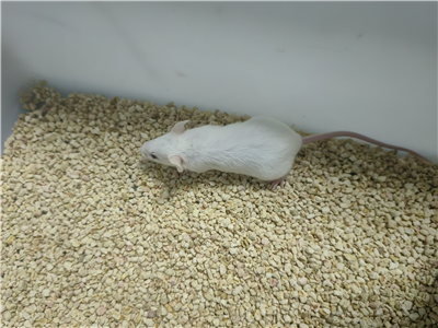 潰瘍性結(jié)腸炎動物模型